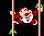 Donkey Kong Jr.